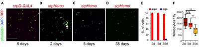 Characterization of the Drosophila Adult Hematopoietic System Reveals a Rare Cell Population With Differentiation and Proliferation Potential